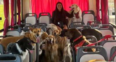 El campamento para perros que es furor en Buenos Aires