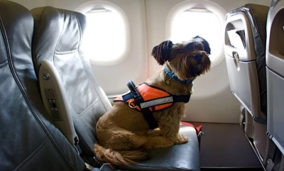 Una aerolínea europea es la primera en incluir comida para perros en sus vuelos