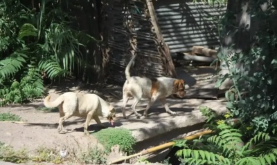 Allanaron la casa de un hombre desaparecido, lo habrían devorado los perros