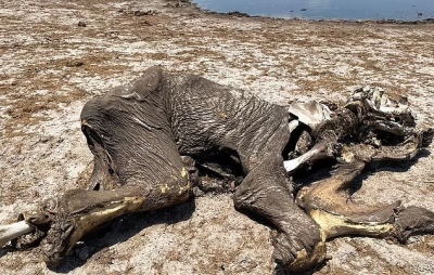 Tristísimo: Al menos 100 elefantes murieron de sed en Zimbabue