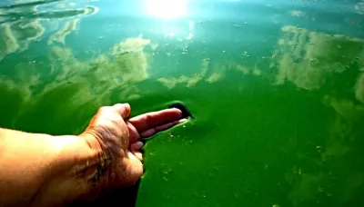 Alerta roja por cianobacterias en lagunas de Buenos Aires y Neuquén