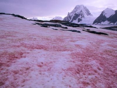 ¿Qué es la nieve rosa y por qué amenaza el futuro de los glaciares?