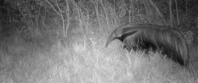 Brasil: registraron un oso hormiguero en un estado donde se consideraba extinto hace 130 años