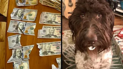 Un perro se comió los 4.000 dólares que habían ahorrado sus dueños