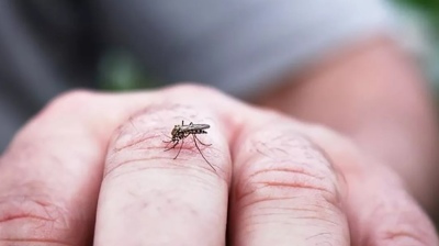 Invasión de mosquitos: CABA refuerza la desinsectación