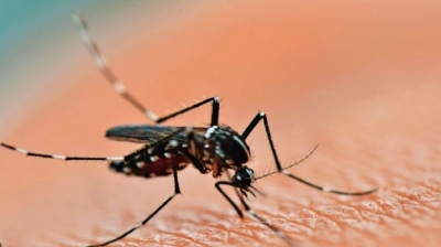 Confirman cinco casos autóctonos de Dengue en la Ciudad de Buenos Aires