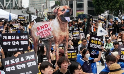 Prohiben el consumo de carne de perro en Corea del Sur