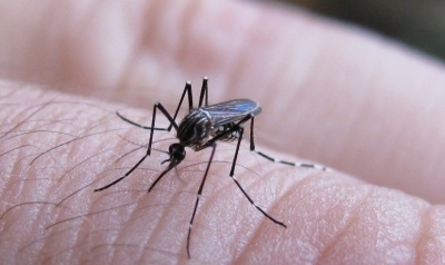 Falleció una adolescente de 15 años por dengue en Misiones