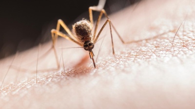 Invasión de mosquitos en el AMBA: ¿por qué se produce?