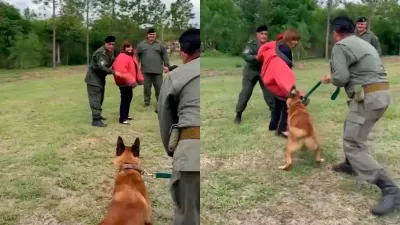 Bullrich participó de una demostración de perros de seguridad: el video del ataque