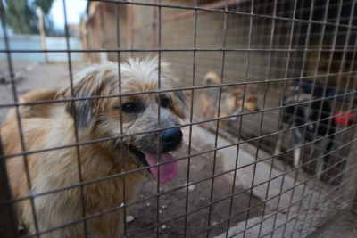 Condenan por primera vez por crueldad animal al dueño de un criadero de perros