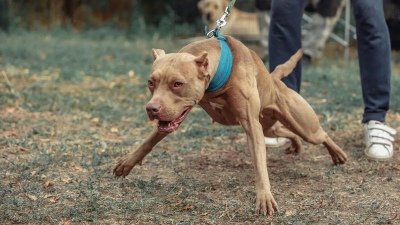 Mar del Plata: Condenaron al dueño de dos perros que atacaron a una nena