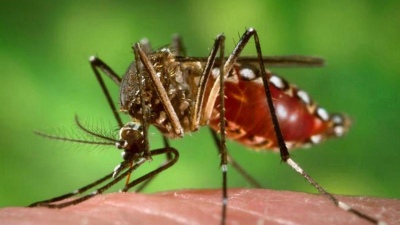 Córdoba atraviesa un brote de dengue con más de 60 mil contagios