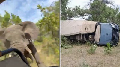 Un elefante atacó el auto de un grupo de turistas y mató a una mujer: el video
