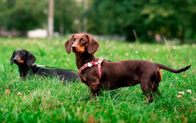 Alemania podría prohibir la cría de perros salchicha: el motivo