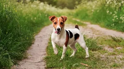 Un estudio reveló que los perros que se relacionan con otros animales viven más