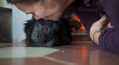 Coco, el mono rescatado, encuentra su lugar en el mundo en Fundación Zorba