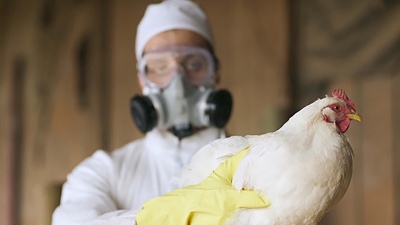 Confirmada la primera muerte humana por gripe aviar H5N2: la OMS la registró en México