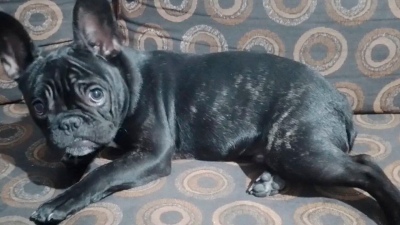 Apareció Moro, el bulldog francés robado de una farmacia de Almagro