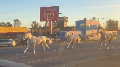 Video: decenas de caballos aparecieron corriendo en plena Panamericana