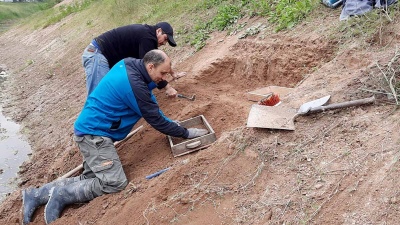 Hallaron en Buenos Aires restos de un gliptodonte con marcas de origen humano: ¿qué significa?