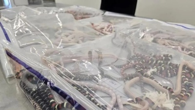Sorprenden a un hombre con 104 serpientes en la aduana china