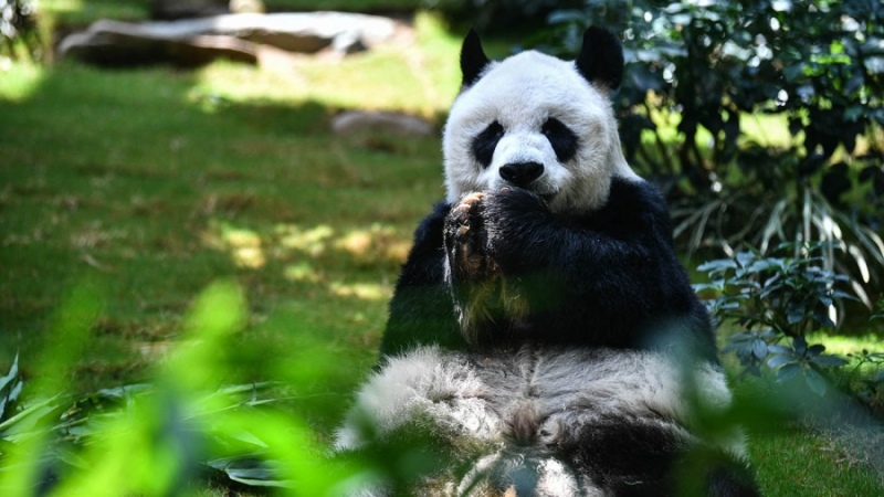 Sacrificaron al panda más longevo del mundo