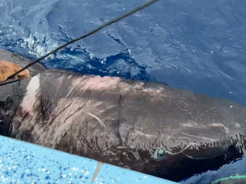 Un tiburón ciego de 400 años apareció en las aguas del Caribe