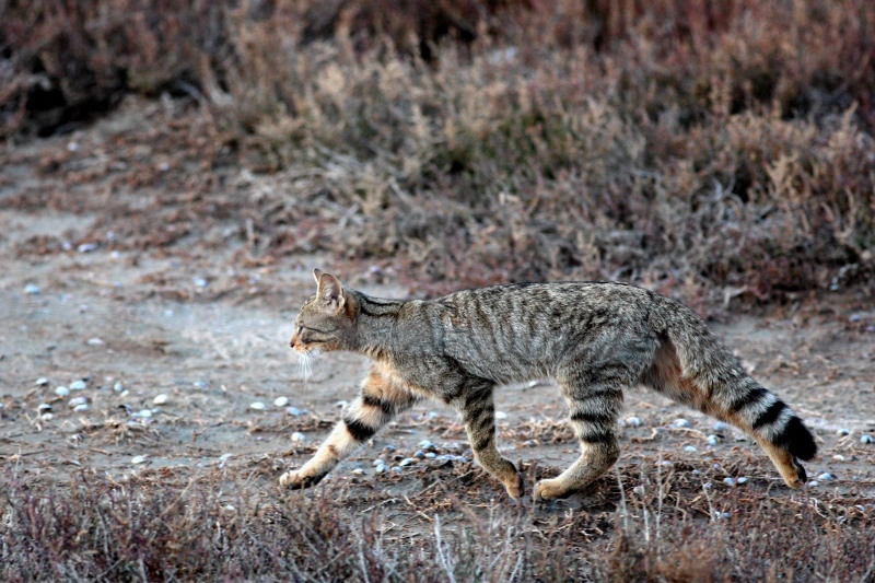 Aparecieron gatos monteses en Santa Clara