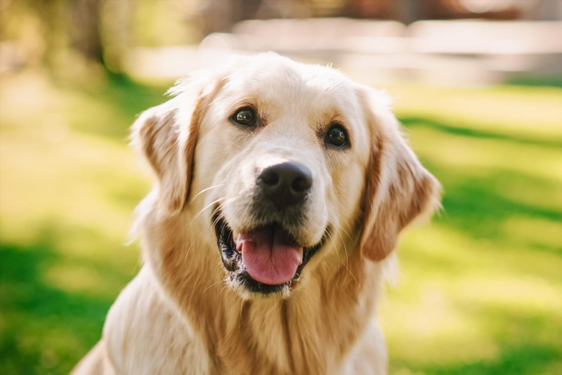 Día Mundial del Perro: todo lo que tenés que saber