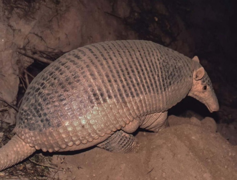 ¿El armadillo más grande del mundo? Argentino