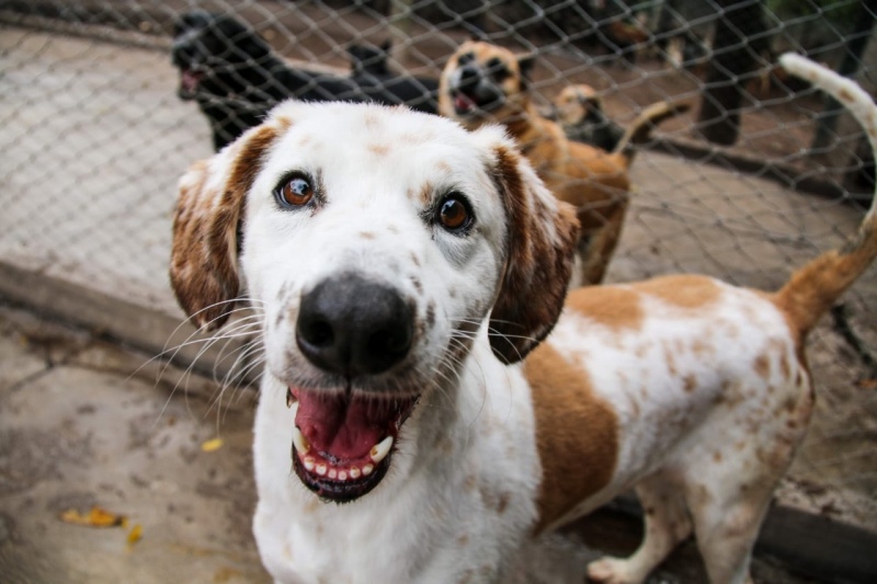 Nueva York quiere prohibir la venta de perros y gatos