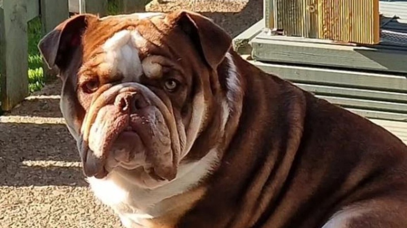 Los dueños de un bulldog quedaron arruinados al enterarse de la muerte su perro.