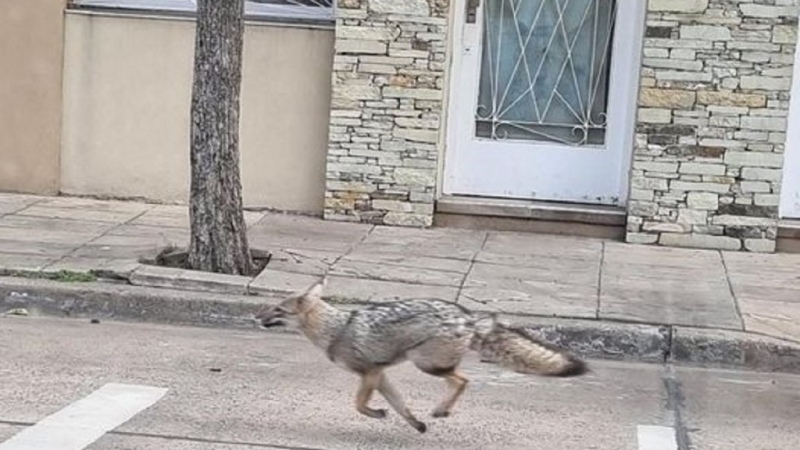 Un zorro se dejó ver en Mataderos.