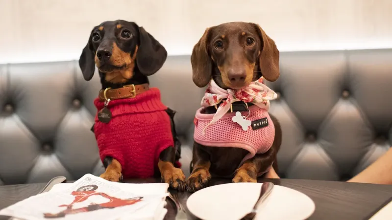 Bahía Blanca se declaró pet friendly