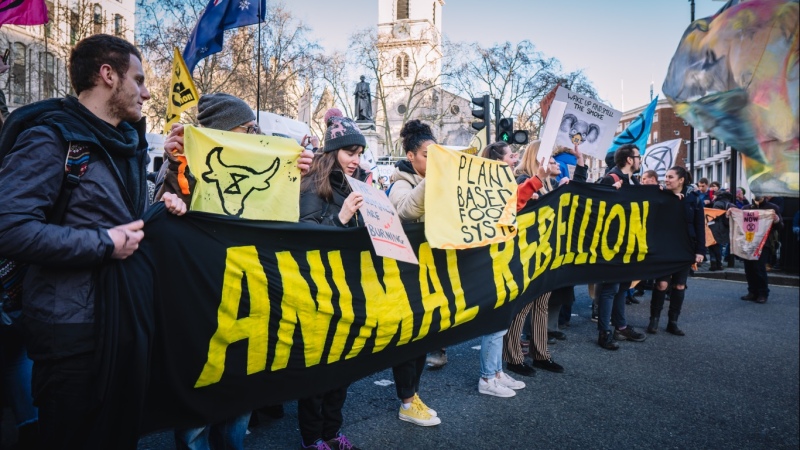 Veganos tiraron litros de leche como símbolo de protesta