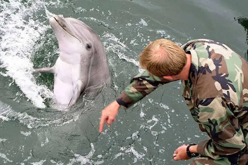 Evacuaron a delfines en Ucrania