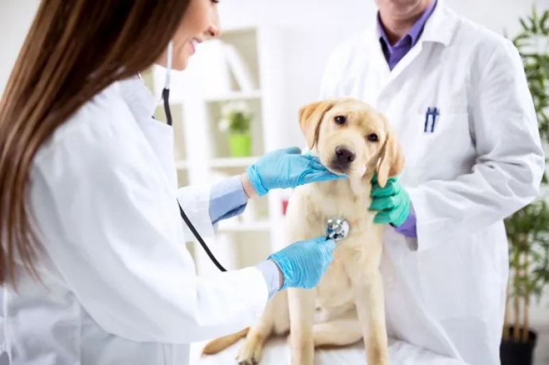 6 de Agosto: Día del Veterinario