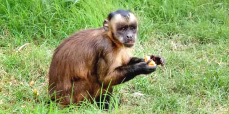 El robo de animales parece no detenerse. 