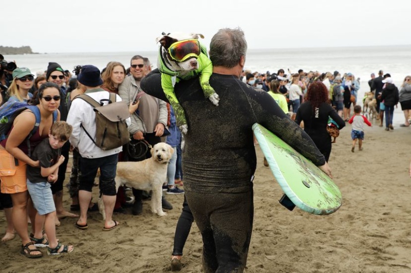 Se hizo el Campeonato Mundial de Surf Canino