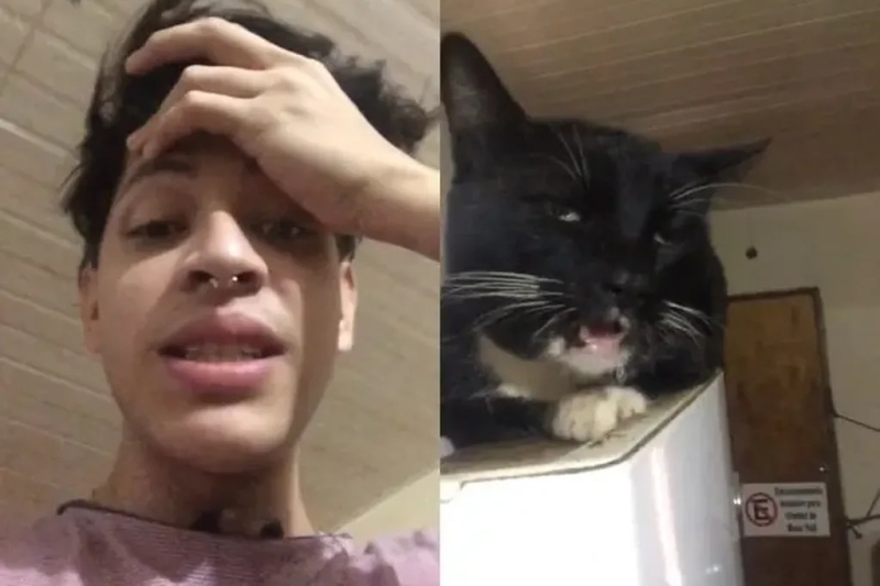 Su gato se comió unos brownies locos y él mostró su reacción