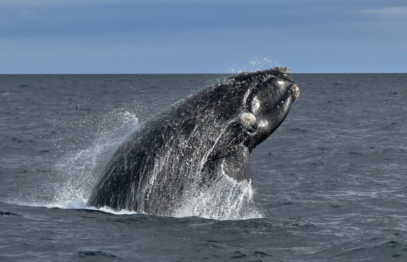 Ballenas en Necochea