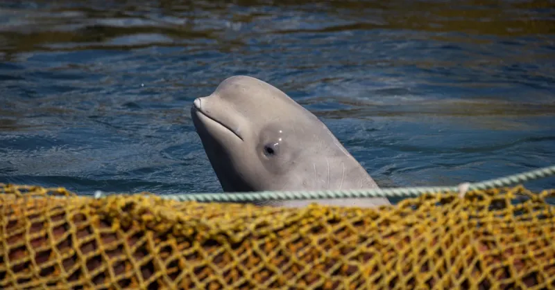 Las autoridades están rastreando a la ballena beluga.