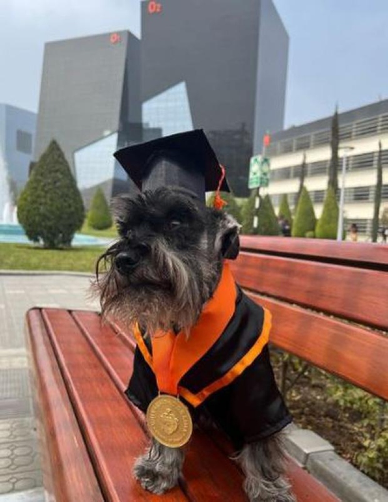 El perrito graduado