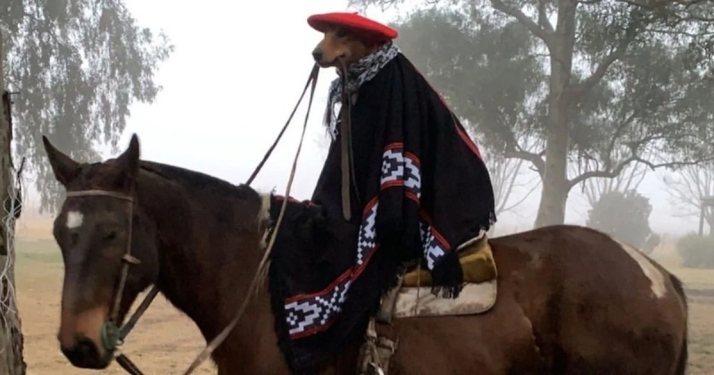 El ”perro gaucho” multifuncional, tendencia en TikTok