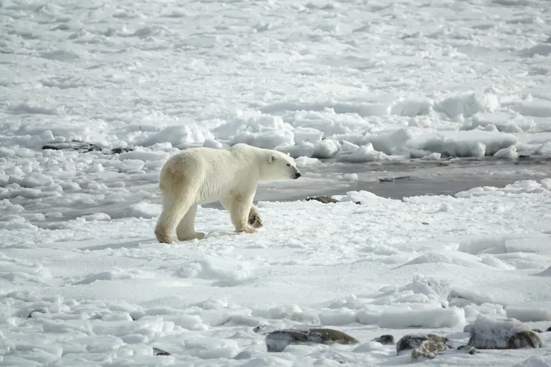 Un oso polar atacó a una turista.