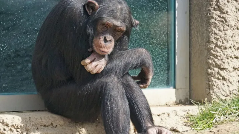 Piden el traslado de un chimpancé que lleva 32 años encerrado