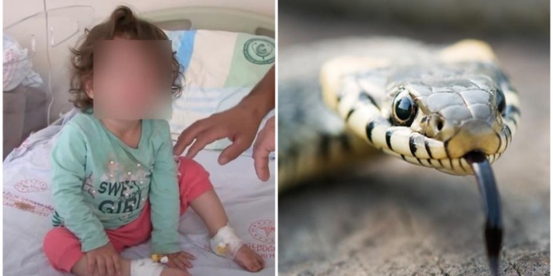 Una nena de 2 años mató una serpiente a mordidas