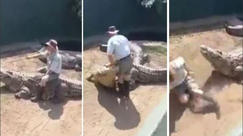 Un cocodrilo lo atacó en pleno show