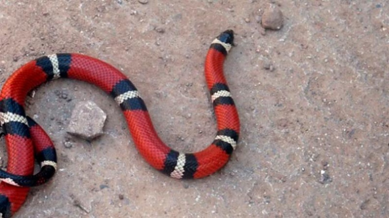 Quiso subir al colectivo con una serpiente, se lo impidieron y la dejó en la calle